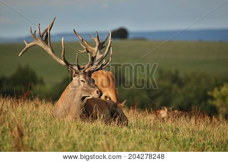 Big and beautiful red deer during the deer rut in the nature habitat of Czech Republic, european wildlife, wild europa, deer rut, Cervus elaphus.