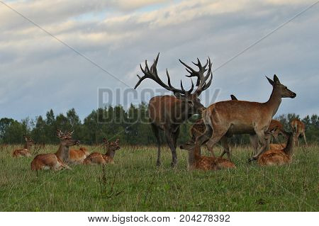 Big and beautiful red deer during the deer rut in the nature habitat of Czech Republic, european wildlife, wild europa, deer rut, Cervus elaphus.
