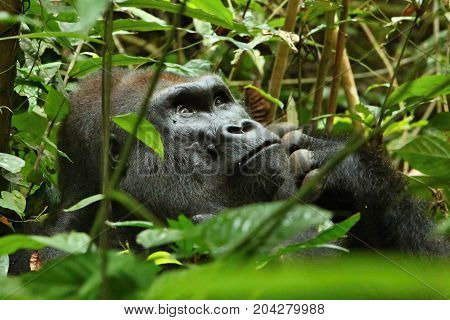 Endangered eastern gorilla in the beauty of african jungle, silverback and family, Gorilla beringei, Democratic Republic of Congo, rare african wildlife
