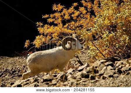 White rare Dall sheep in Denali  as a subject of protection, Alaska, US