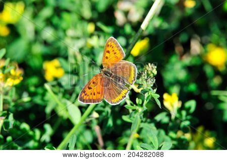 The purple-edged copper (Lycaena hippothoe) is a butterfly of the family Lycaenidae. Female.