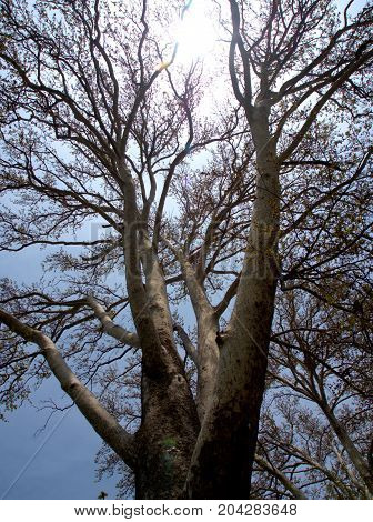Beautiful  Branchestree In Srinagar, Kashmir