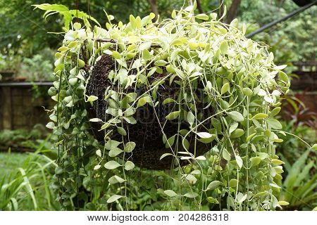 fresh green Dischidia nummularia plant in nature garden
