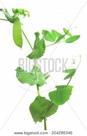 Snow pea green pea suger pea (Pisum sativum) plant with unripe pod isolated against white background