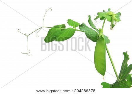 Snow pea green pea suger pea (Pisum sativum) plant with unripe pod isolated against white background