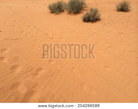 foot steps in the red sand of the Sahara