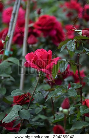 Red roses flowers and buds. Rosegarden nature background.