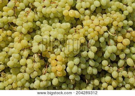 Sultana white seedless grapes background texture. Grape fruit closeup.