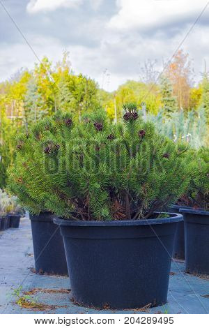 Small pine trees with brown cones are sold in black pots in garden center