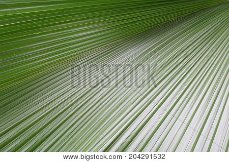 close up fresh green palm leaves texture