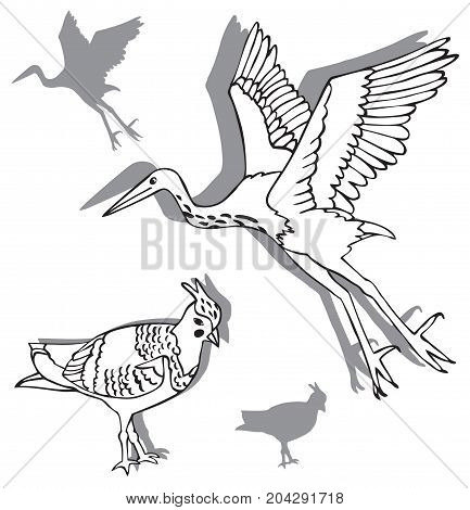 illustration on white background two birds Heron and lapwing silhouettes