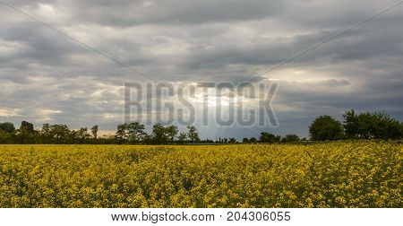 Yellow oilseed rape field under the blue sky with sun.