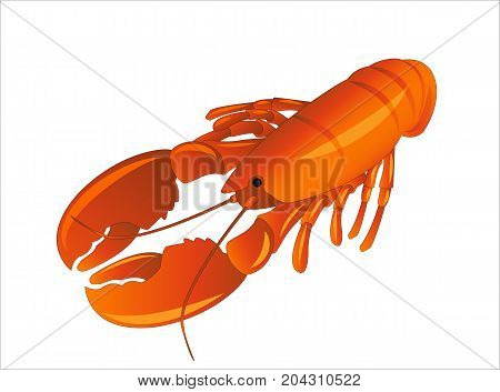 Red lobster or crayfish on white background