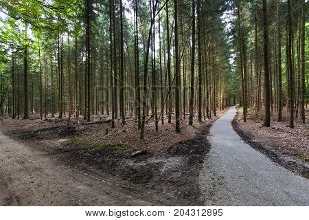 Paths in the woods on the Veluwe in the Netherlands