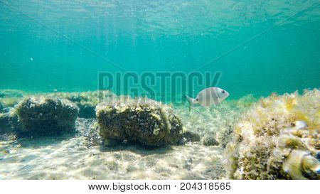 Sargo swimming in Sardinia turquoise sea Italy