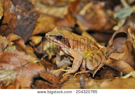 Agile Frog (Rana dalmatina) in the forest. Frog in nature