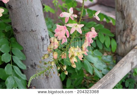 Rainbow shower tree,Cassia fistula, Cassia bakeriana,Cassia javanica.