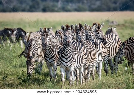 Group Of Zebras Starring At The Camera.