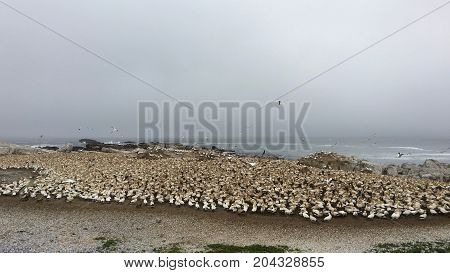 Colony of gannets of Lambert`s Bay in Cape Gannet Island, South Africa