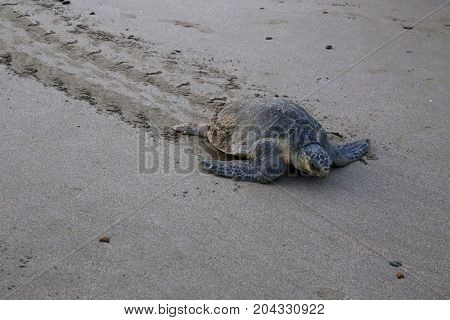 Olive ridley sea turtle on beach return to the Sea