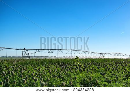 Green field with drip irrigation system hanging above it against blue sky