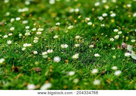 Close up small white flowers of blossoming Heath Pearlwort Lawn or Sagina subulata for natural background