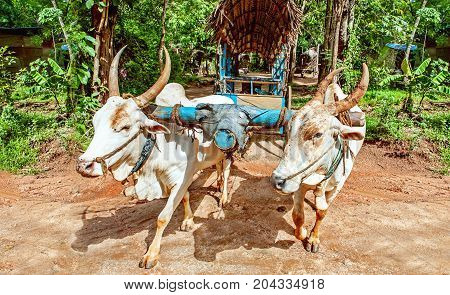 A yoke of oxen on a Sri ankan road