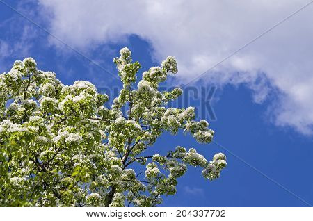 Flowering Ussurian Pear.