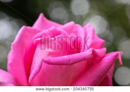 macro shot of a beautiful pink rose with stunning details.