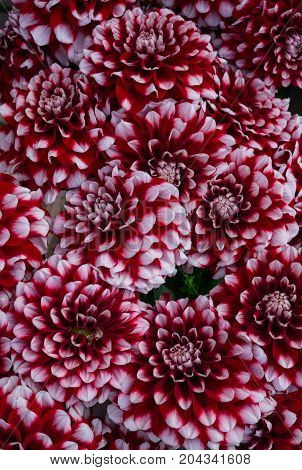 beautiful multicolored bouquets of dahlias grown in the summer garden.