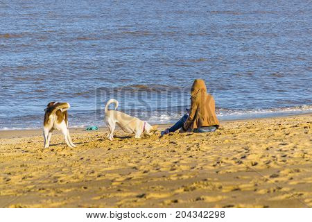 Woman With Pets At Beach