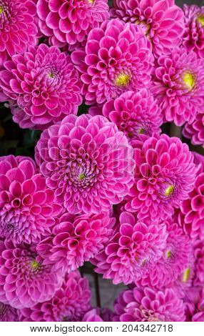 beautiful  bright pink bouquets of dahlias grown in the summer garden.