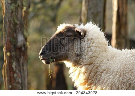 Sheep in Southamerica. White sheep with a darkbrown face.