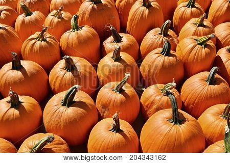 Pumpkin Background