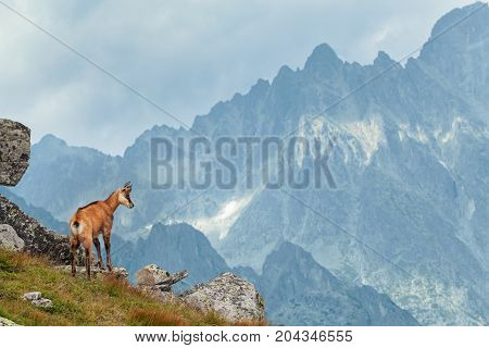 Tatra chamois in wilde environment on the background of mountains. Hight Tatras, Slovakia, Europe