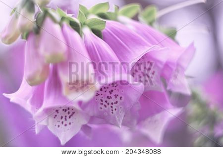 Delicate pink flowers garden bell. Bright pastel colors summer background soft selective focus.