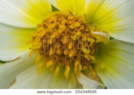 an amazing macro shot of a lovely colourful flower.