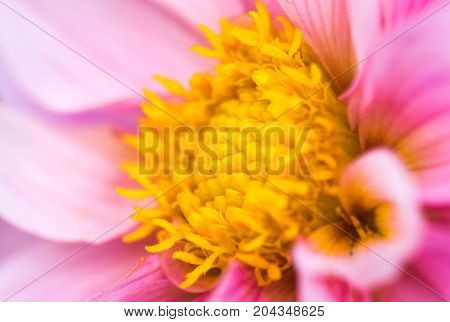 an amazing macro shot of a lovely colourful flower.