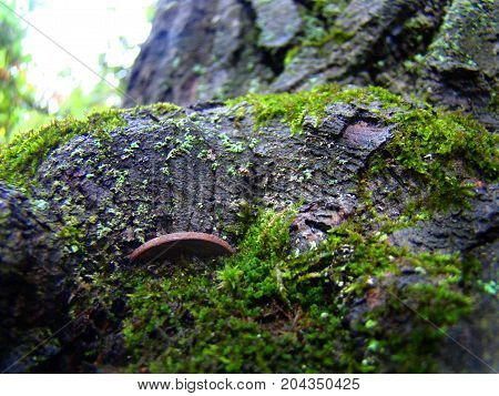 The tree eventually absorbed an old rusty coin from the past.