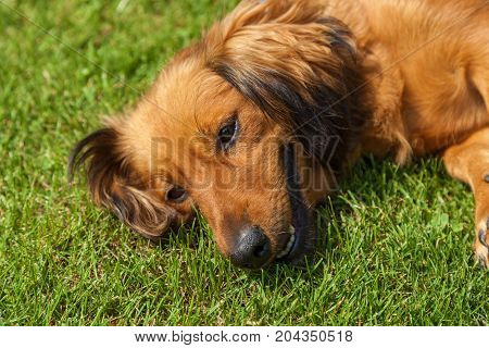 dog lying on back on green grass, mixed spaniel dogs spaniel