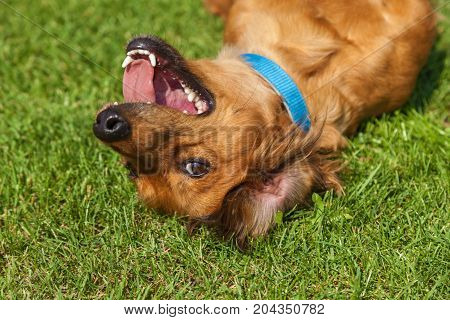 dog lying on back on green grass, mixed spaniel dogs spaniel