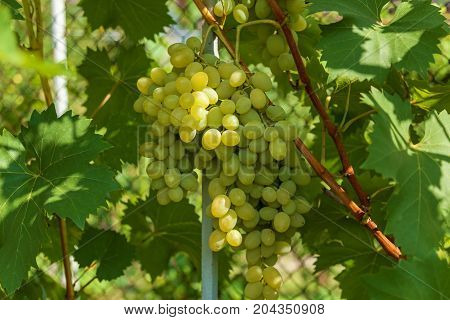 ripe grapes on a branch in the garden, a big branch of white grapes