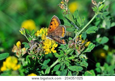 The purple-edged copper (Lycaena hippothoe) is a butterfly of the family Lycaenidae. Female.
