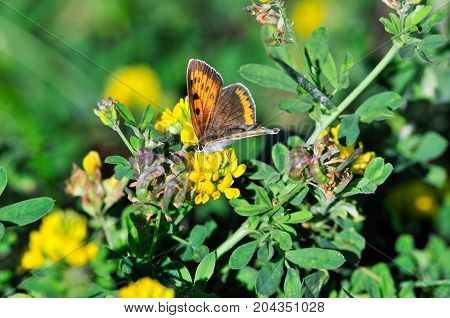 The purple-edged copper (Lycaena hippothoe) is a butterfly of the family Lycaenidae. Female.