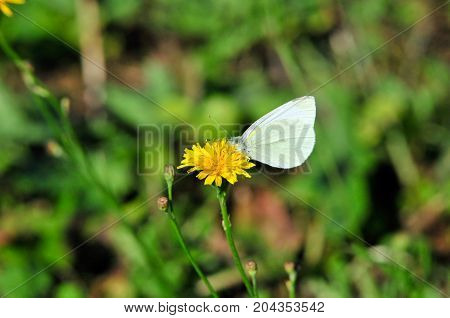 Pieris brassicae, the large white, cabbage butterfly, cabbage white, cabbage moth, large cabbage white, is a butterfly in the family Pieridae.