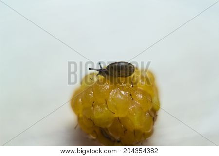 The little snail on a yellow raspberry