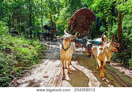 A yoke of oxen on a Sri ankan road