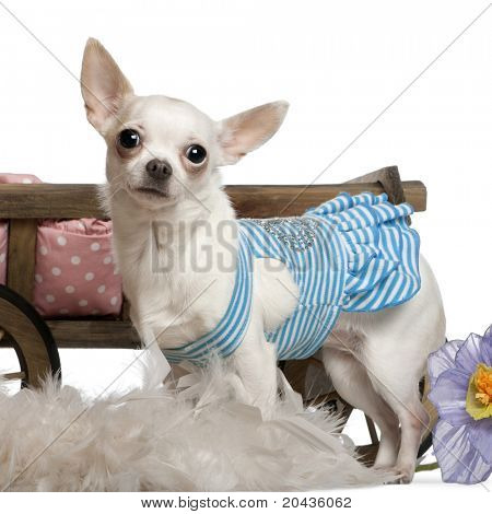 Chihuahua, 1 year old, wearing blue striped dress and standing in front of dog bed wagon and white background