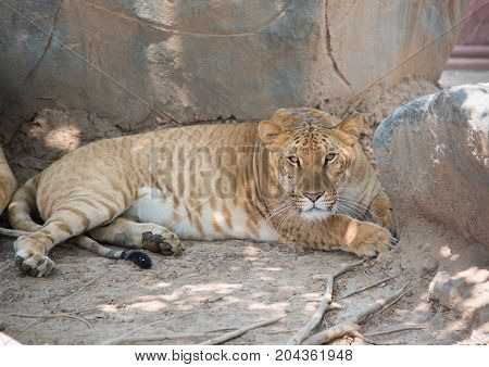 Image of a liger on nature background.