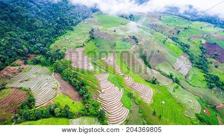 top view rice fields on terraced rice plantations Chiangmai province North of thailand